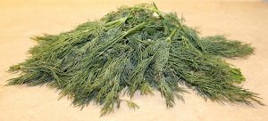 Fresh cut dill herbs on a kitchen counter
