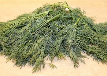 Fresh cut dill herbs on a kitchen counter