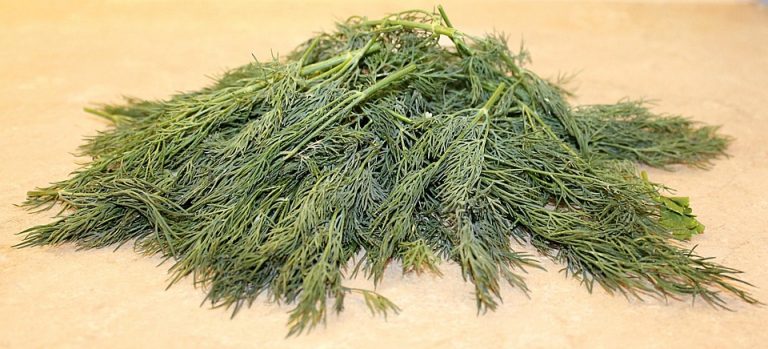 Fresh cut dill herbs on a kitchen counter