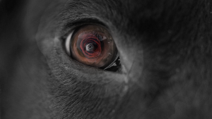 Close-up of a horse's eye reflecting a red rose.
