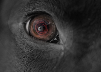 Close-up of a horse's eye reflecting a red rose.