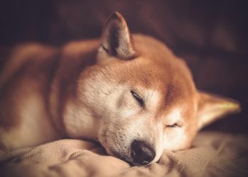Shiba Inu peacefully sleeping on a blanket.