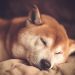 Shiba Inu peacefully sleeping on a blanket.