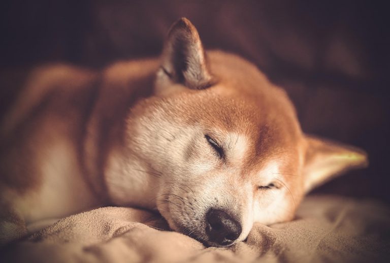 Shiba Inu peacefully sleeping on a blanket.