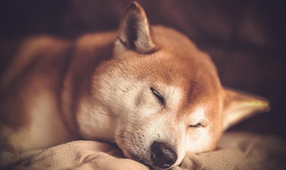 Shiba Inu peacefully sleeping on a blanket.