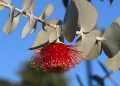 Red eucalyptus flower in bloom against blue sky.