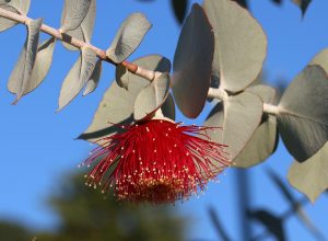 Red eucalyptus flower in bloom against blue sky.