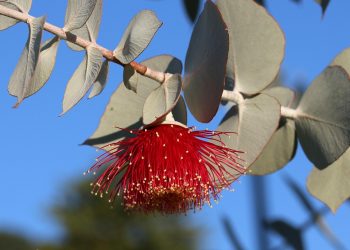 Red eucalyptus flower in bloom against blue sky.