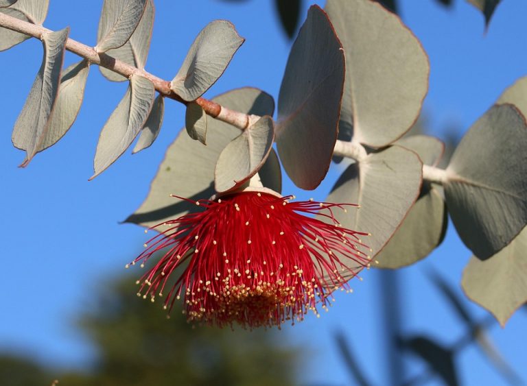 Red eucalyptus flower in bloom against blue sky.