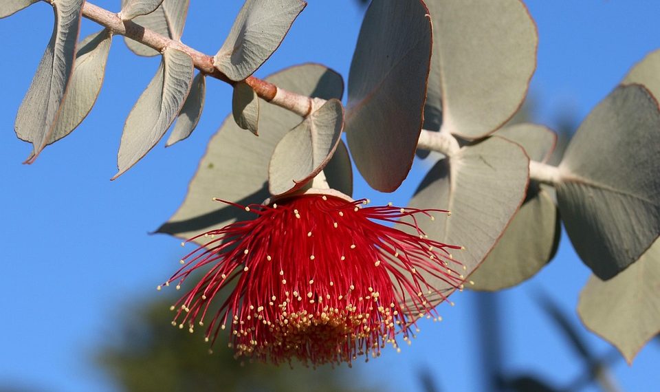 Red eucalyptus flower in bloom against blue sky.