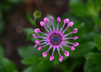 Pink African daisy with unique tubular petals in bloom.
