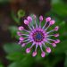 Pink African daisy with unique tubular petals in bloom.