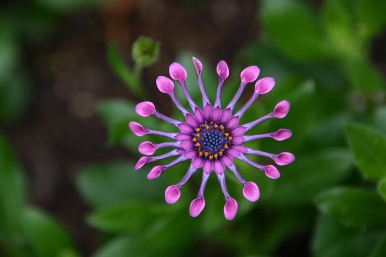 Pink African daisy with unique tubular petals in bloom.