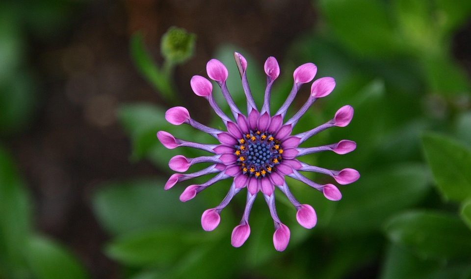 Pink African daisy with unique tubular petals in bloom.
