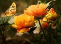 Butterfly landing on vibrant orange flowers in a garden.