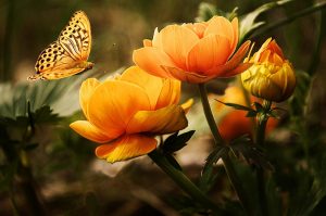 Butterfly landing on vibrant orange flowers in a garden.