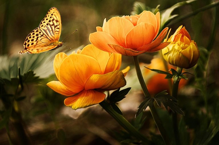 Butterfly landing on vibrant orange flowers in a garden.