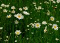 White daisies blooming in a green meadow.