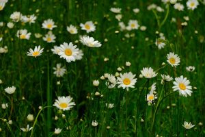 White daisies blooming in a green meadow.