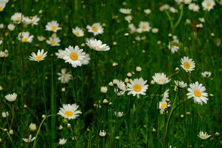 White daisies blooming in a green meadow.