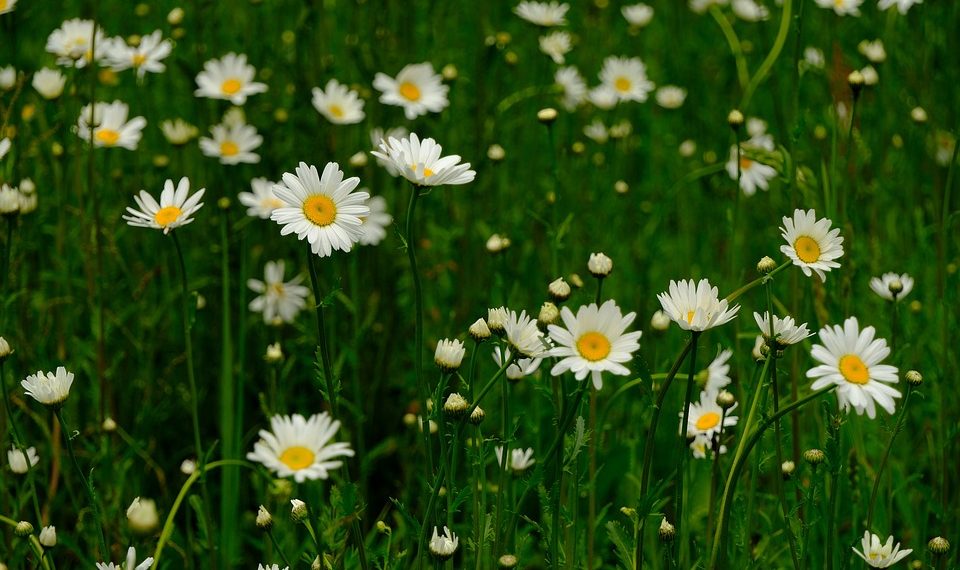 White daisies blooming in a green meadow.