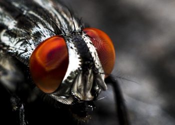 Close-up of a fly's red compound eyes and head.