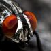 Close-up of a fly's red compound eyes and head.