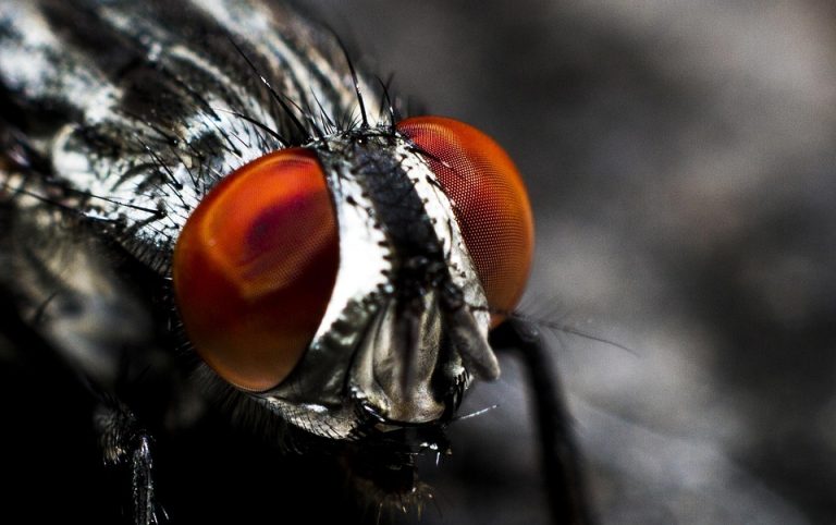 Close-up of a fly's red compound eyes and head.