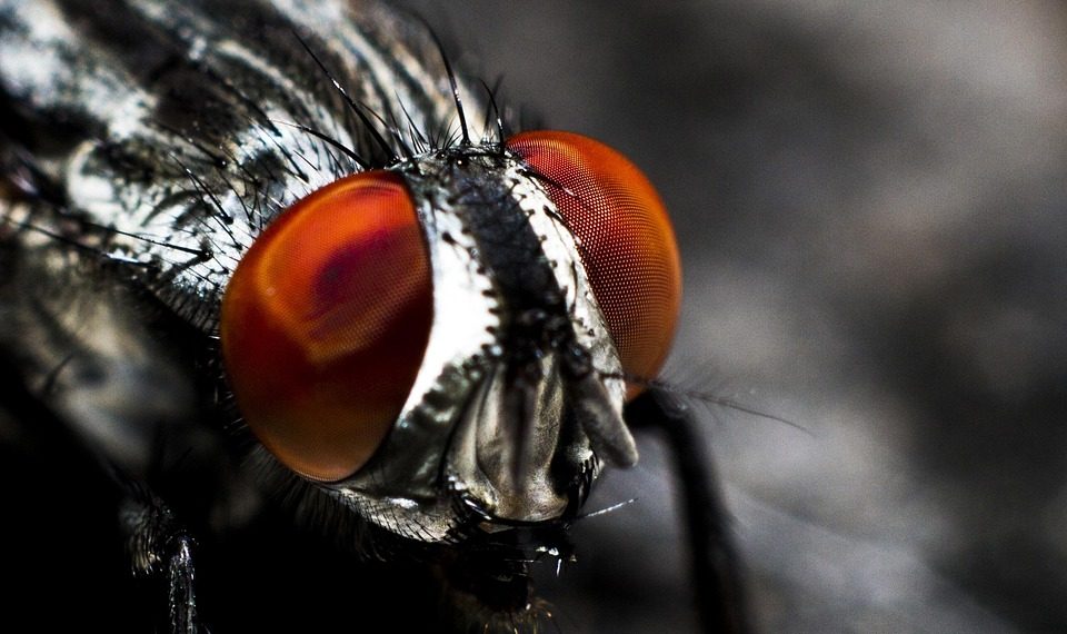 Close-up of a fly's red compound eyes and head.