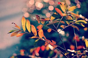 Colorful autumn leaves with bokeh background.