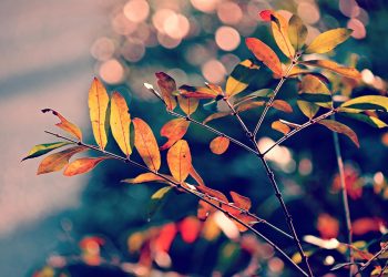 Colorful autumn leaves with bokeh background.
