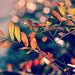 Colorful autumn leaves with bokeh background.
