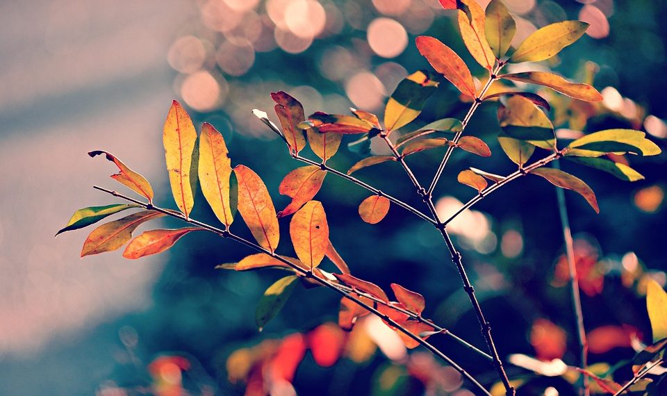 Colorful autumn leaves with bokeh background.