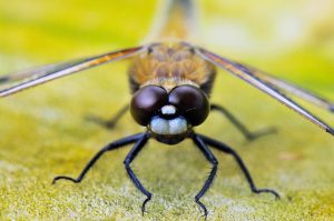 Dragonfly close-up showing detailed eyes and wings.
