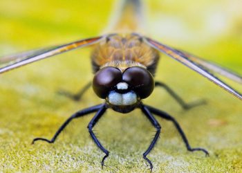 Dragonfly close-up showing detailed eyes and wings.