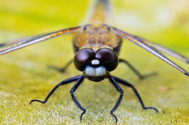 Dragonfly close-up showing detailed eyes and wings.