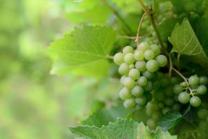 Green grapes hanging on a vine in a lush vineyard.