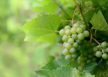 Green grapes hanging on a vine in a lush vineyard.