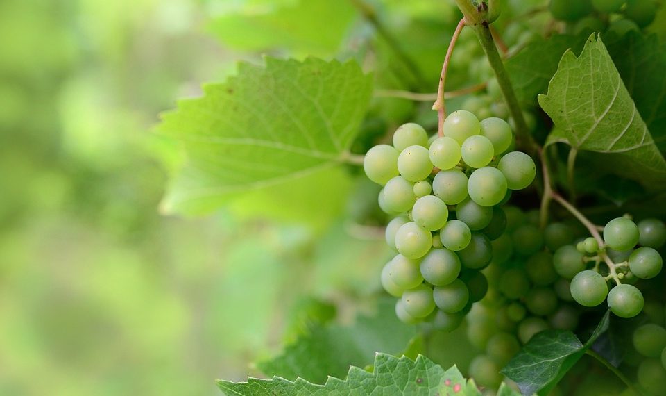 Green grapes hanging on a vine in a lush vineyard.
