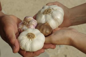 Hands exchanging various garlic bulbs.