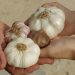 Hands exchanging various garlic bulbs.