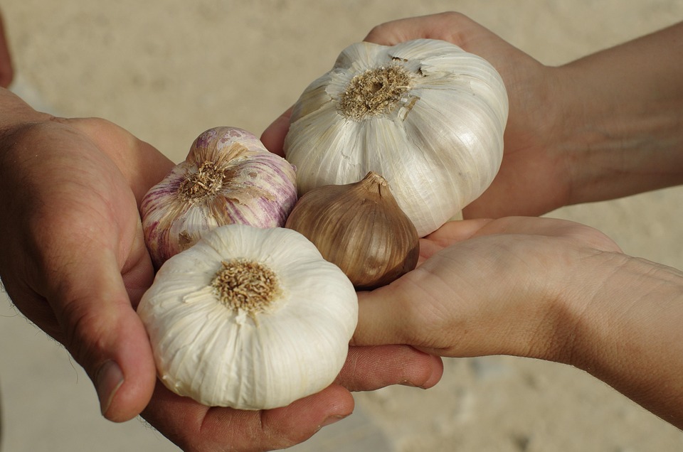 Hands exchanging various garlic bulbs.