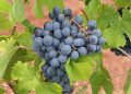 Ripening purple grapes hanging from green vine leaves.