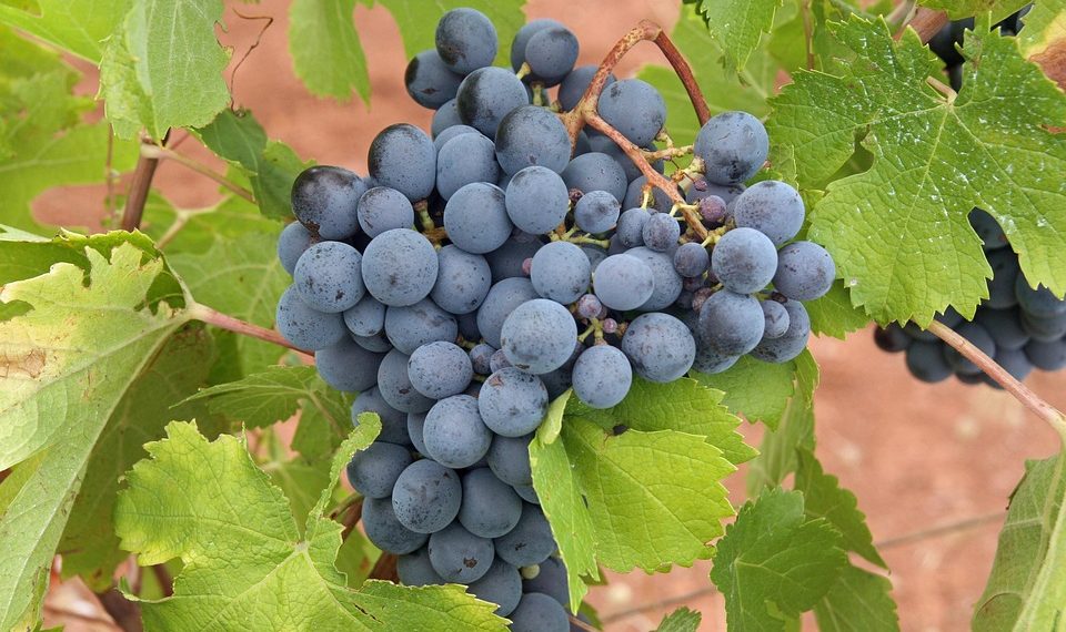 Ripening purple grapes hanging from green vine leaves.