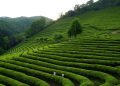 Tea plantation fields with workers harvesting in lush, green landscape.