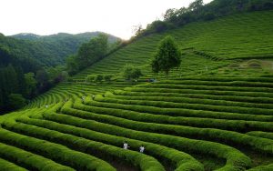 Tea plantation fields with workers harvesting in lush, green landscape.