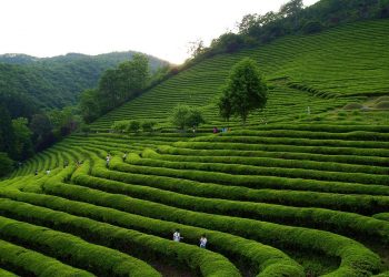 Tea plantation fields with workers harvesting in lush, green landscape.