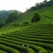 Tea plantation fields with workers harvesting in lush, green landscape.