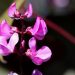 Pink hyacinth bean plant blossoms in sunlight.