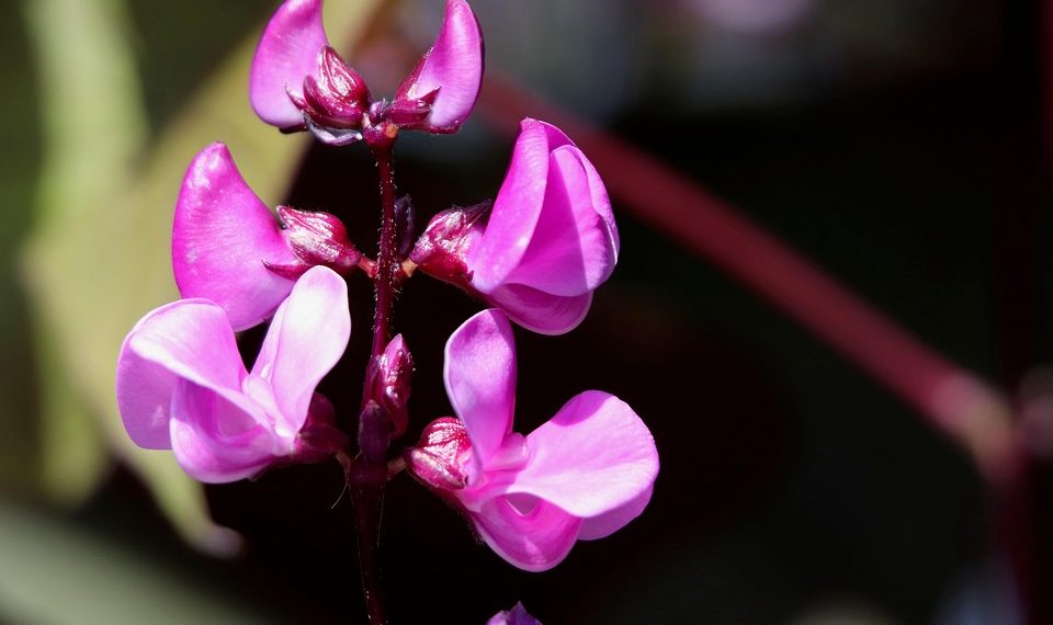 Pink hyacinth bean plant blossoms in sunlight.